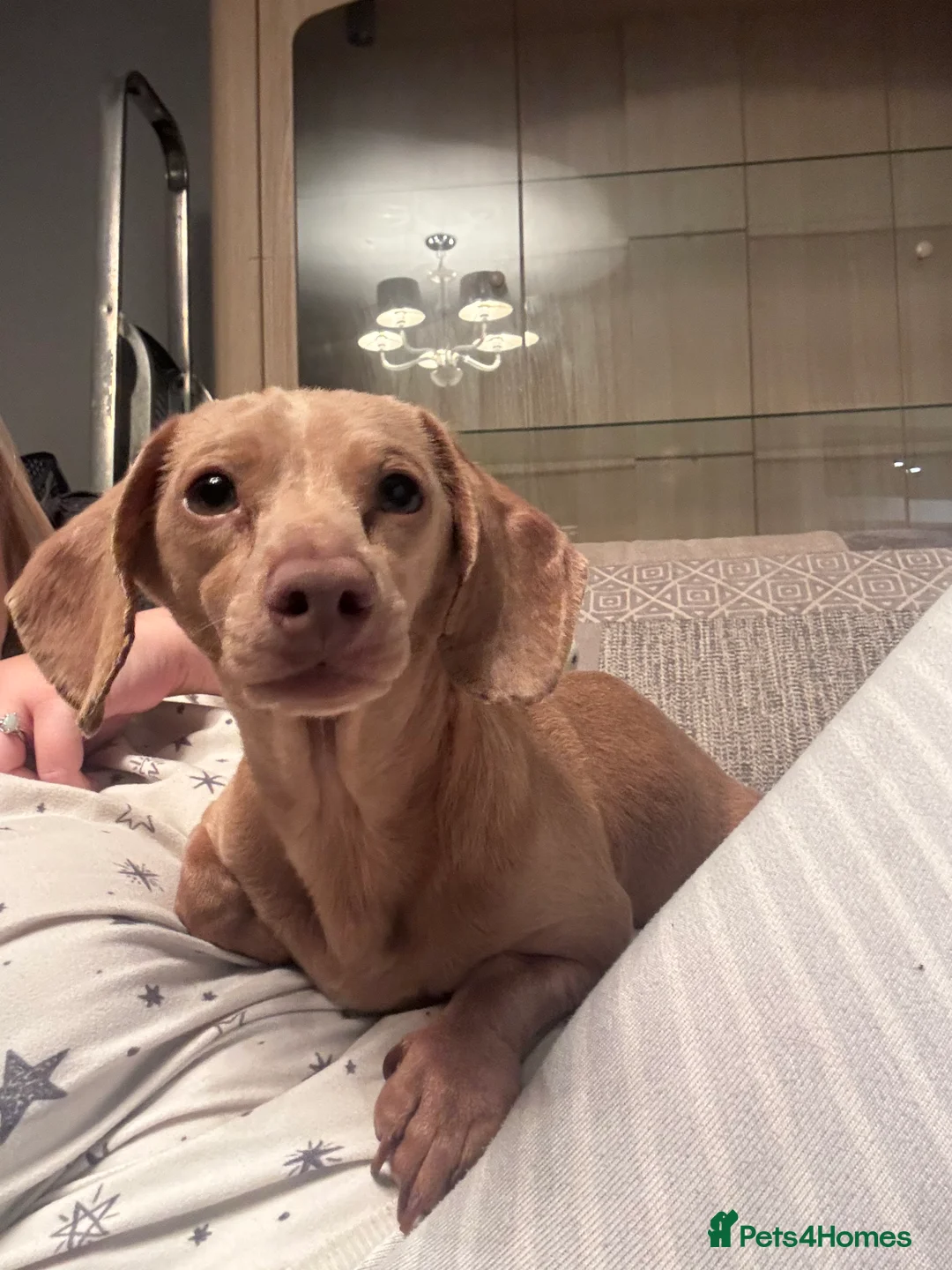 Miniature Dachshund dogs for stud: Very small Isabella cream stud in Alfreton - Advert 1