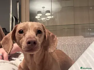 Miniature Dachshund dogs Very small Isabella cream stud in Alfreton - Advert 3