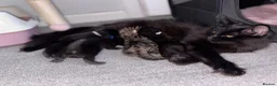 Mixed Breed cats for sale: Two beautiful female kittens  in Stevenage - Advert 2