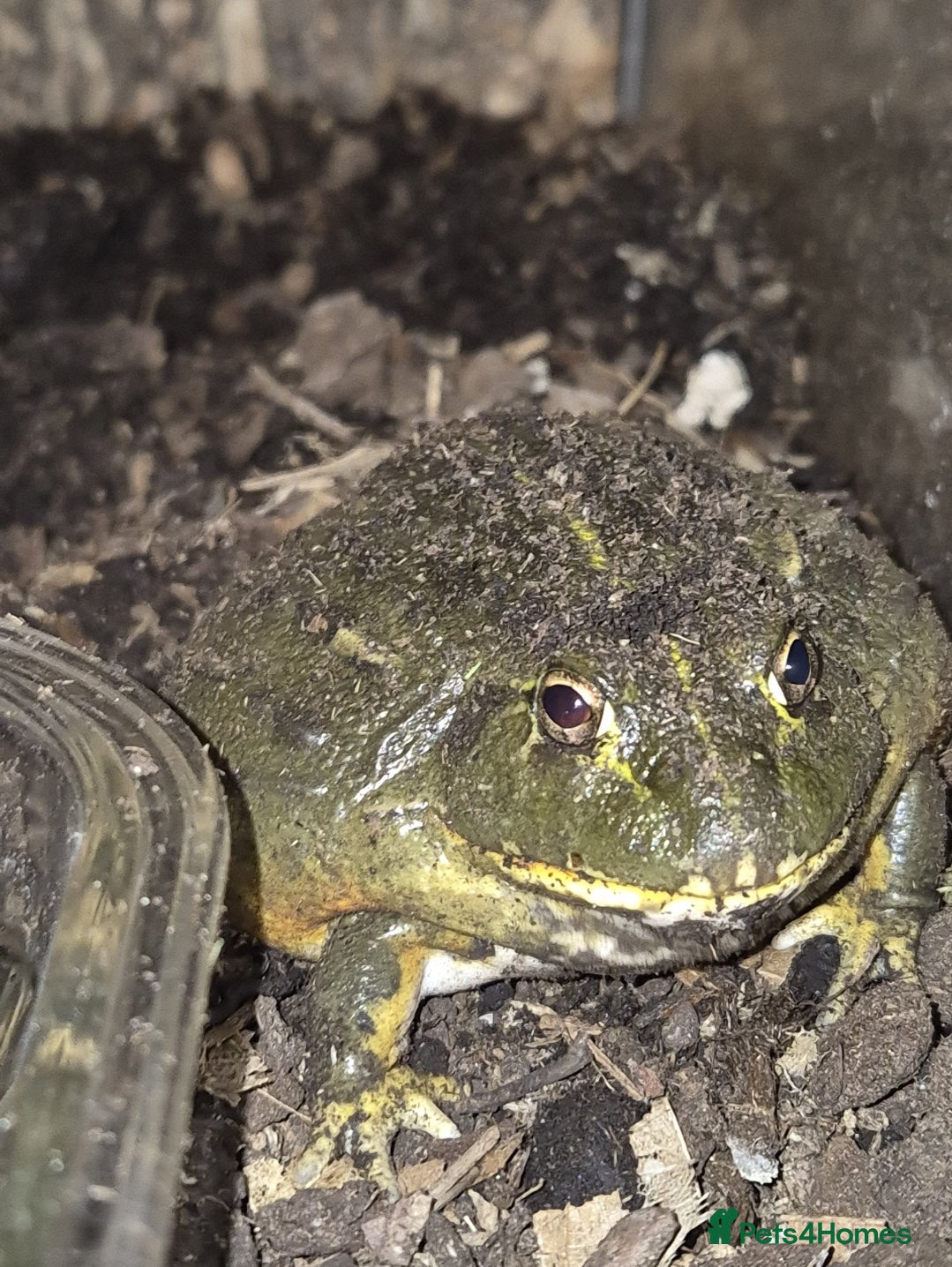 Frog reptiles F+M Giant African Bullfrogs with Vivarium - Advert 2