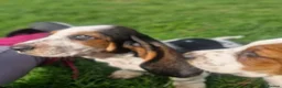 Basset Hound dogs for sale: Beautiful Basset Hounds Ready now - Advert 4