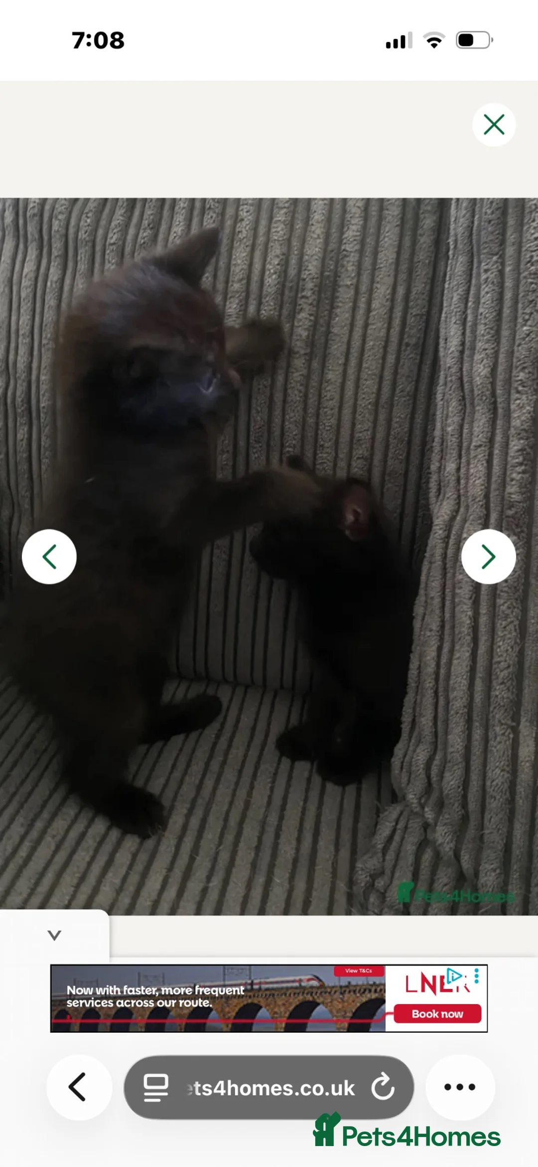 Mixed Breed cats for sale: Make kitten ready for sale - Advert 11