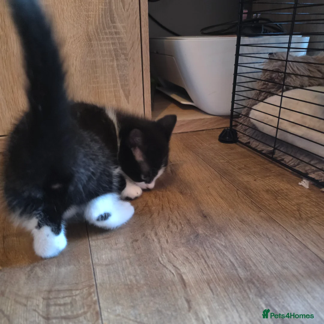 Russian Blue cats for sale: Mixed Russian blue kittens - Advert 3