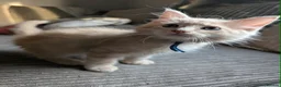 Ragcoon cats for sale: Ready to leave next weekend Ragcoon Kittens  - Advert 9