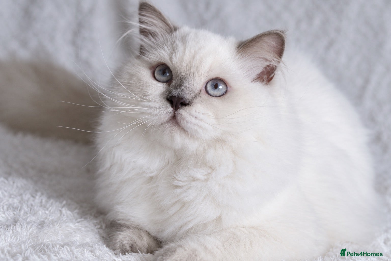 British Longhair cats Beautiful and friendly NEUTERED kitten - Advert 2