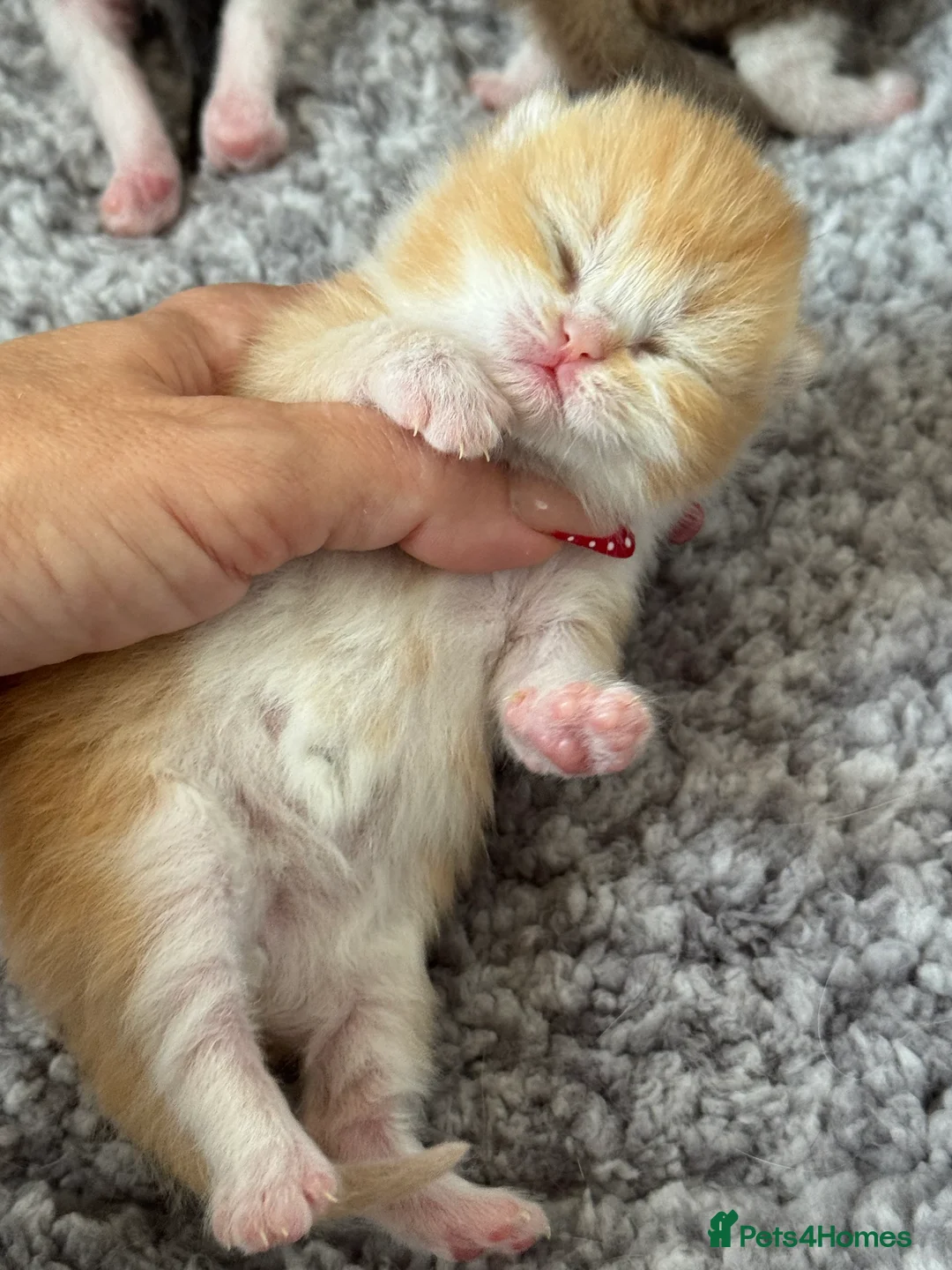 British Shorthair cats for sale: Stunning red bi colour gen ticked TICA reg (Sep ) - Advert 1