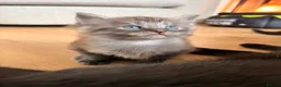 Maine Coon cats for sale: Maine coon x BSH Fluffy boys - Advert 7