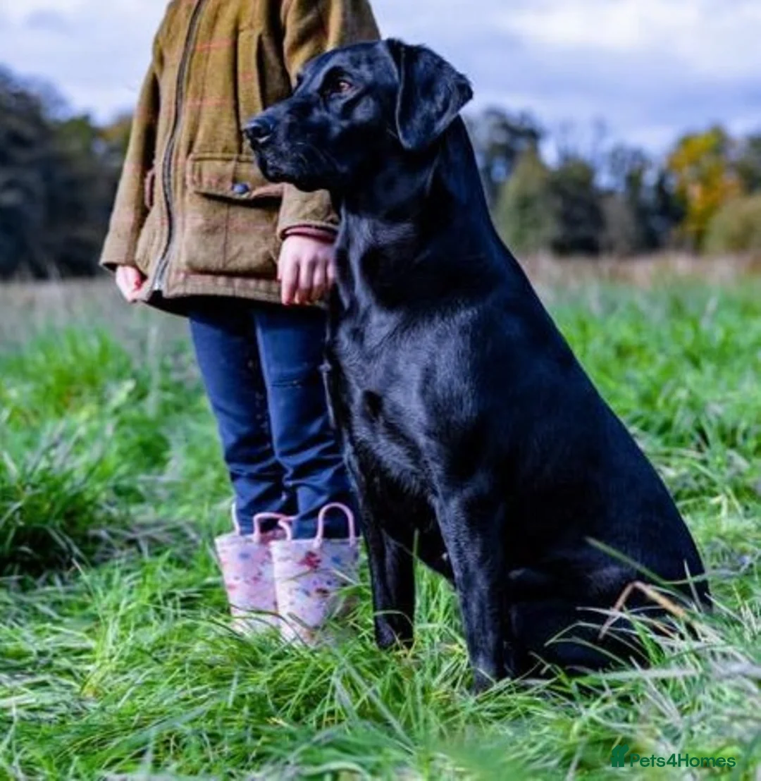 Labrador Retriever dogs for sale: Stunning Black Labrador Puppies – Working Stock in Norwich - Advert 2