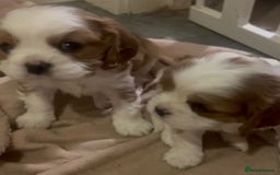 Cavalier King Charles Spaniel dogs for sale: Beautiful King Charles pups - Advert 3