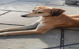 Mixed Breed dogs for sale: Lurcher puppies  - Image 21