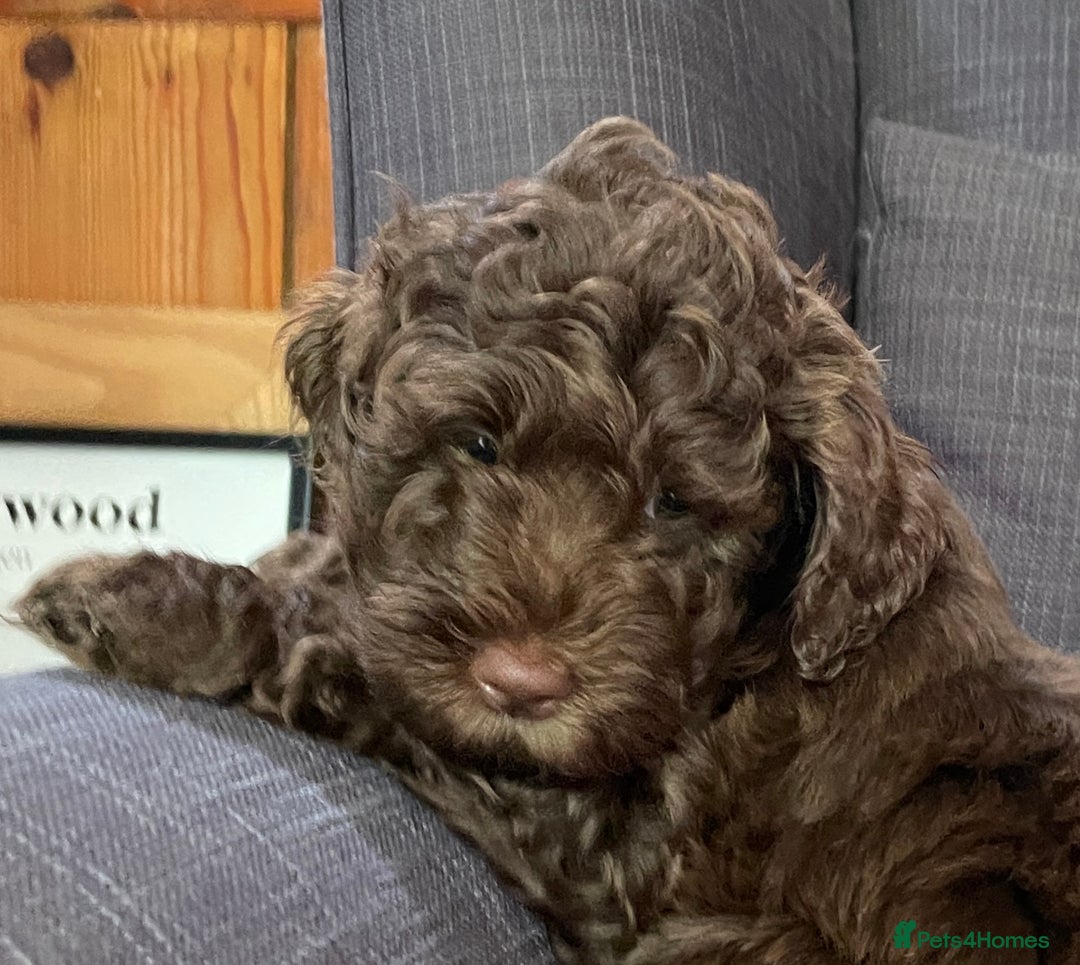 Schnoodle dogs for sale: F1 mega coated mini cross Schnoodles - Image 35