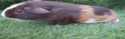 Guinea Pig rodents for sale: Tri guinea pig Boy and other boys  - Advert 5