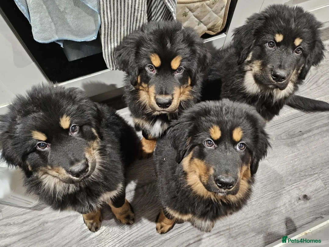 Tibetan Mastiff dogs for sale: Tibetan Mastiff Puppies - Advert 1