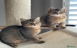 British Shorthair cats for sale: READY NOW! 2 available girls - Advert 9