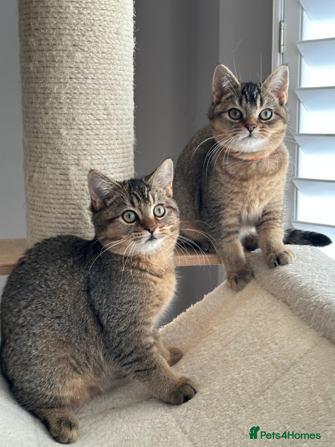 British Shorthair cats for sale: READY NOW! 2 available girls - Advert 9