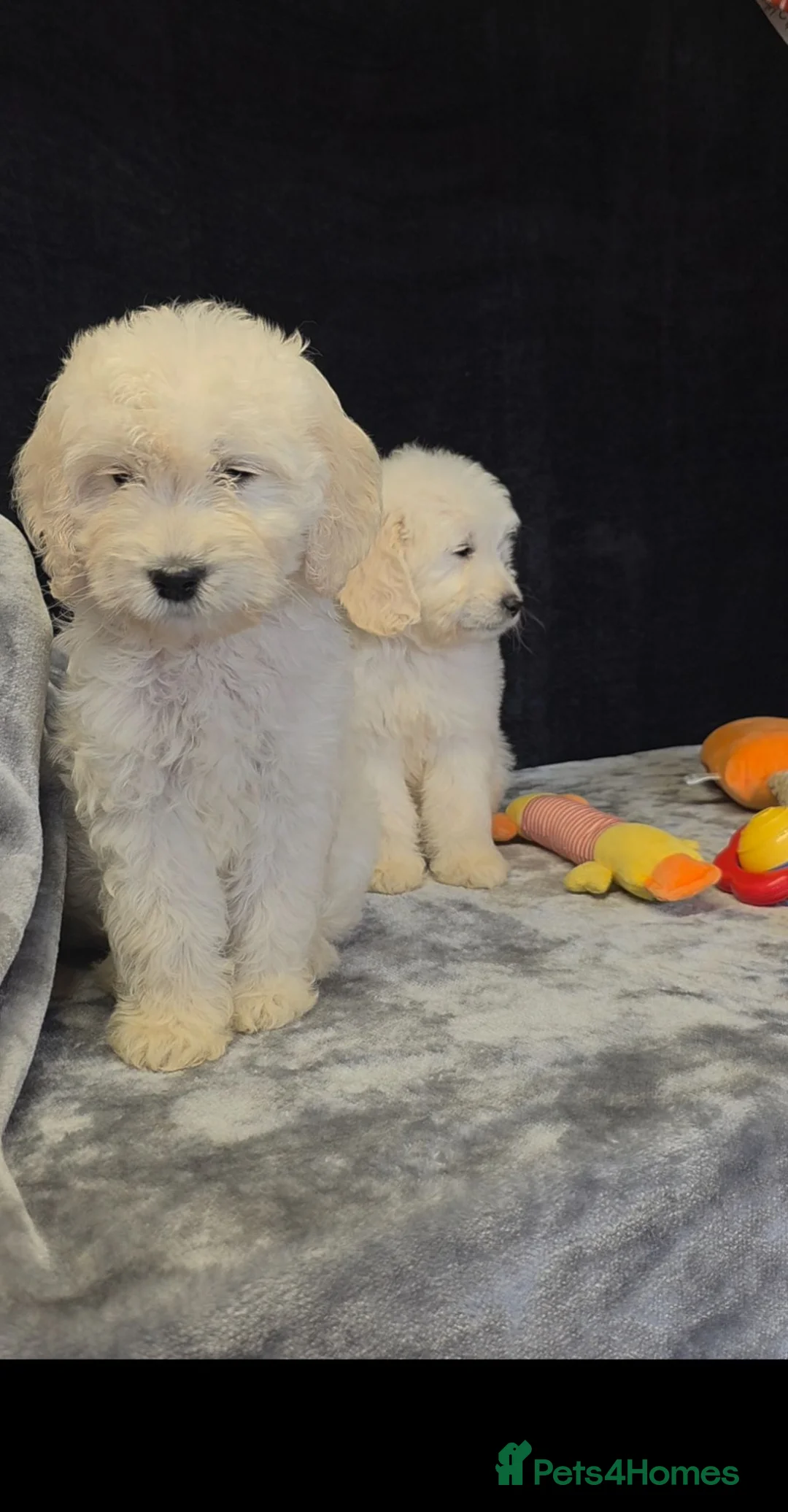 Goldendoodle dogs for sale: f1 goldendoodle puppies READY NOW  - Advert 2