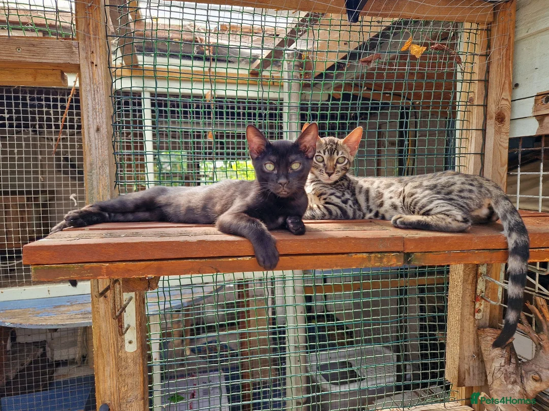 Mixed Breed cats for sale: Beautiful 3/4 Bengal, 1/4 Siamese kittens  - Advert 1