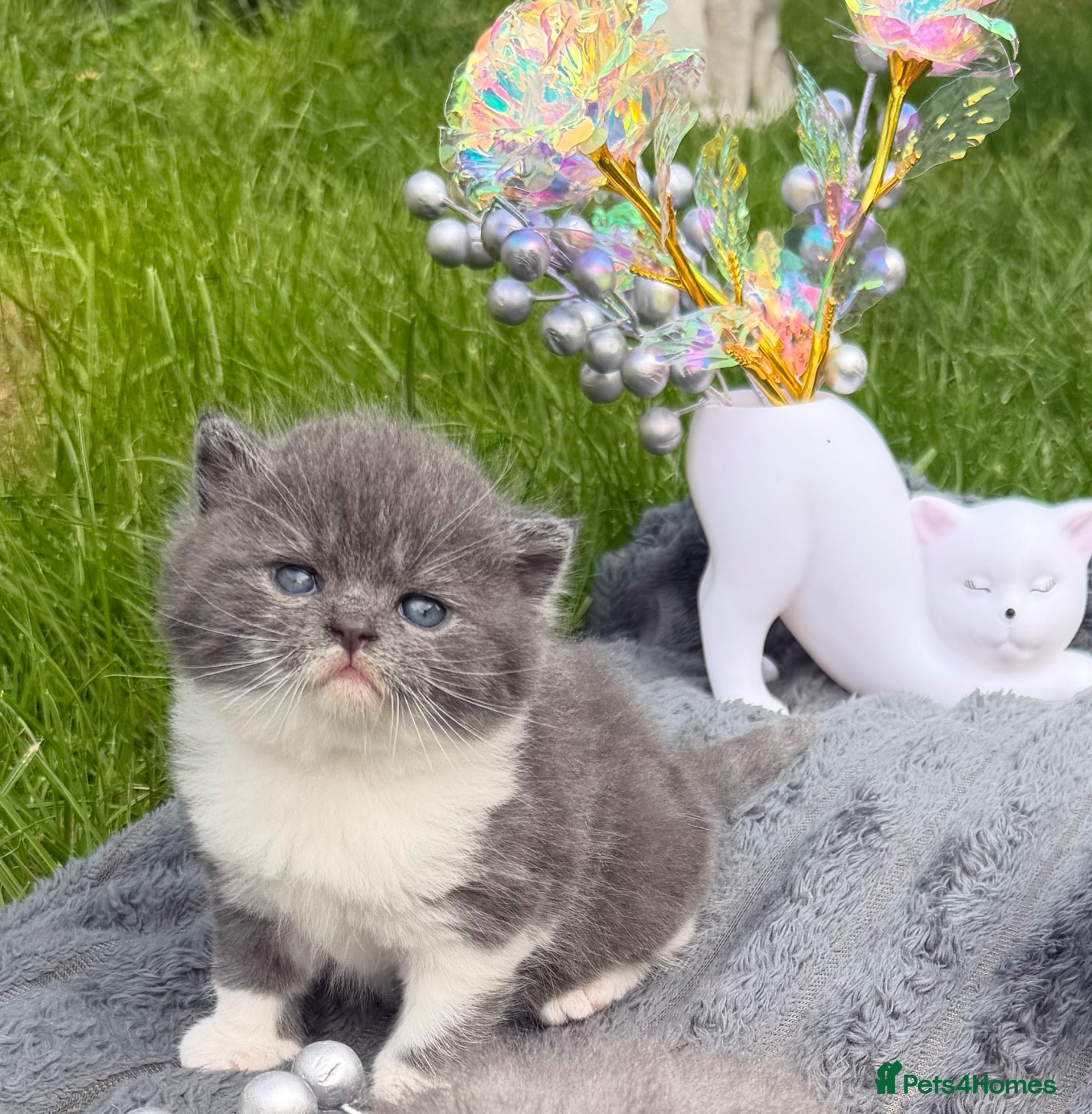 British Shorthair cats British shorthair  - Advert 1