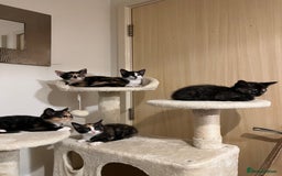 Mixed Breed cats for sale: Beautiful kittens ready for new loving homes  - Advert 8