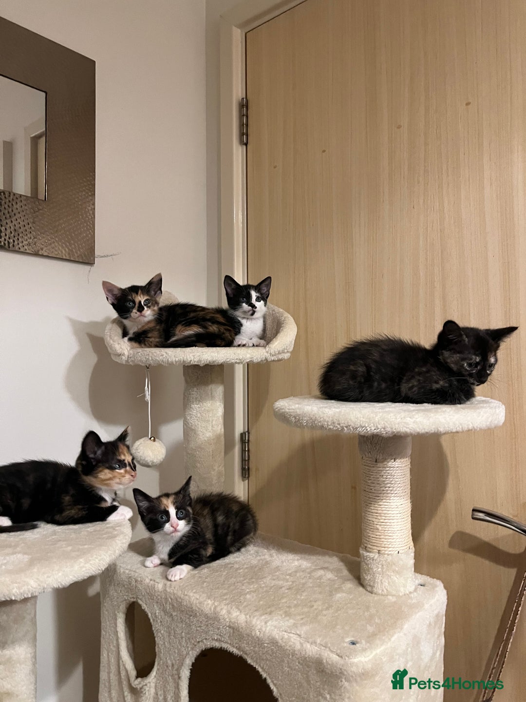Mixed Breed cats for sale: Beautiful kittens ready for new loving homes  - Advert 8
