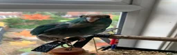 Parakeets birds for sale: Hand Reared Baby Kakarikis  - Advert 10
