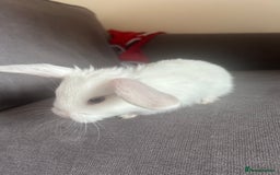 Mixed Breed rabbits for sale: Adorable Mini lop crosses  - Image 9