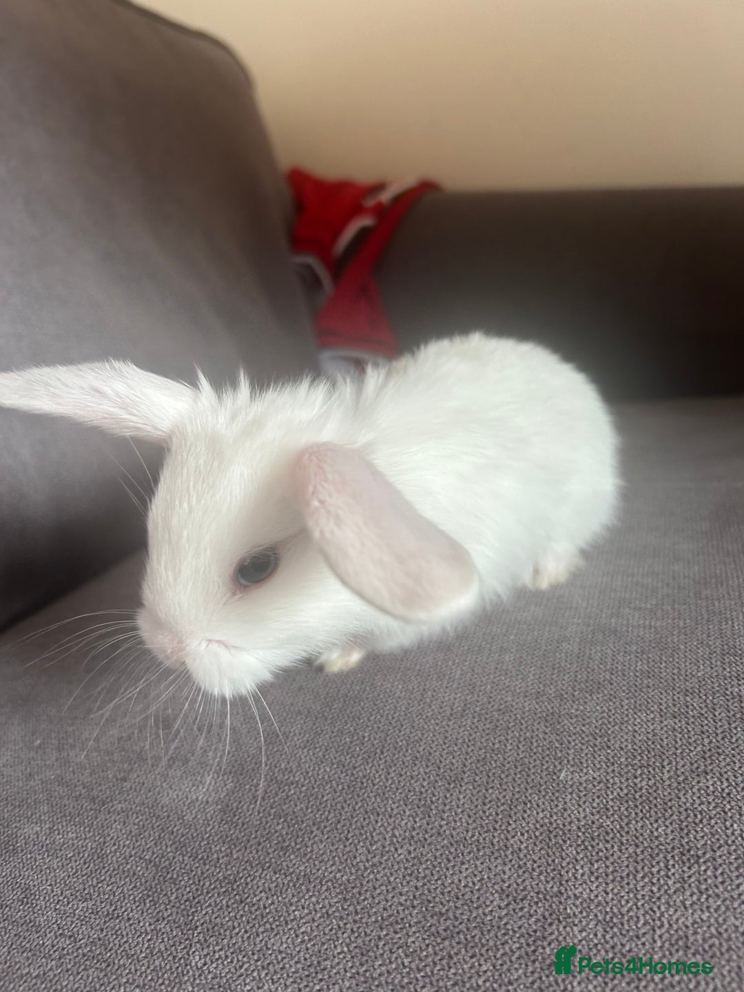 Mixed Breed rabbits for sale: Adorable Mini lop crosses  - Image 9