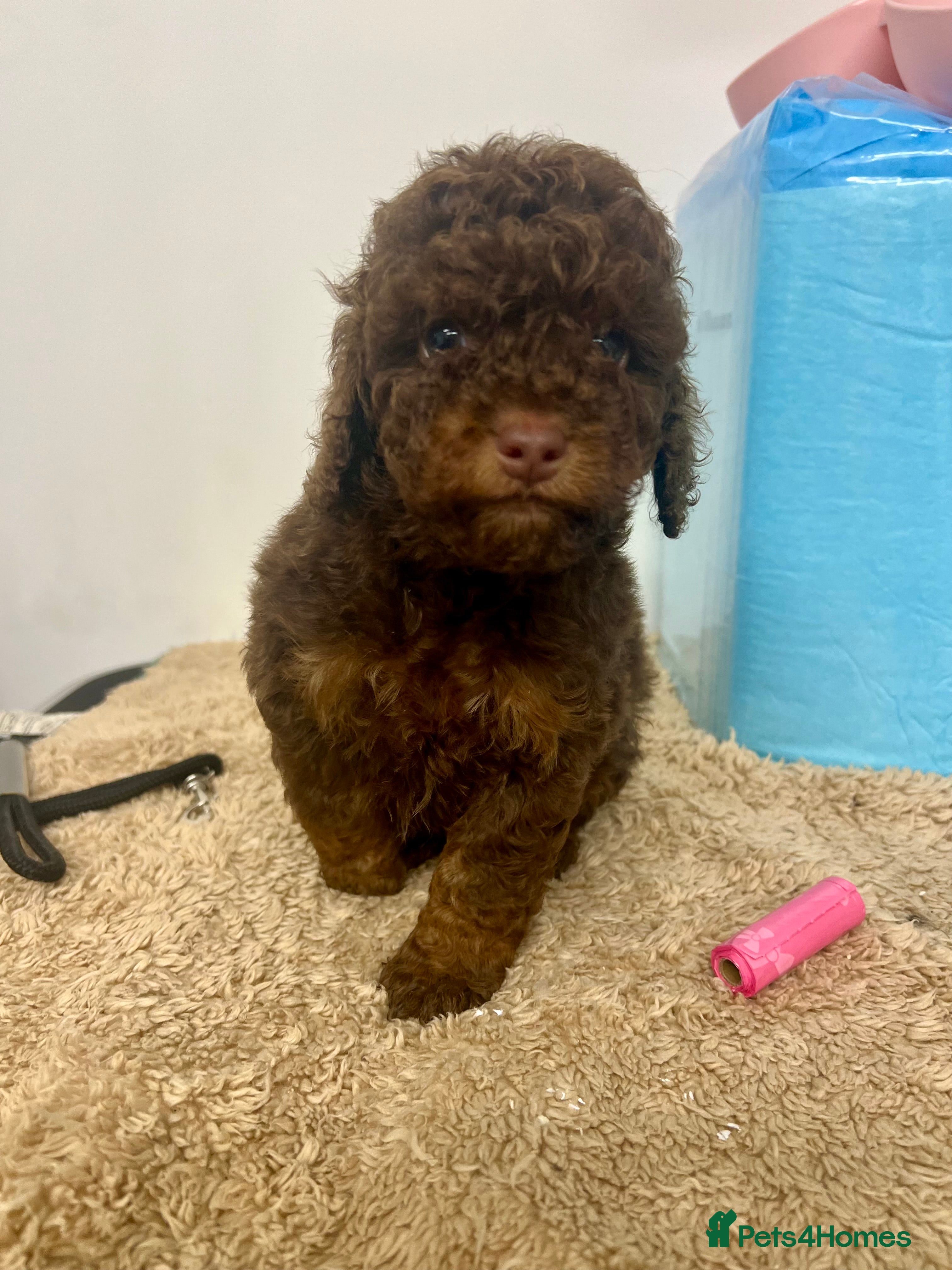 Cockapoo dogs ** REDUCED **  Stunning, healthy, boys ** - Advert 6