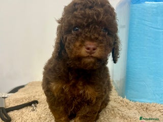 Cockapoo dogs ** REDUCED ** Stunning, healthy, boys ** - Advert 6