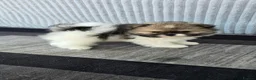 Pomeranian dogs for sale: Particolour Poms - Advert 25