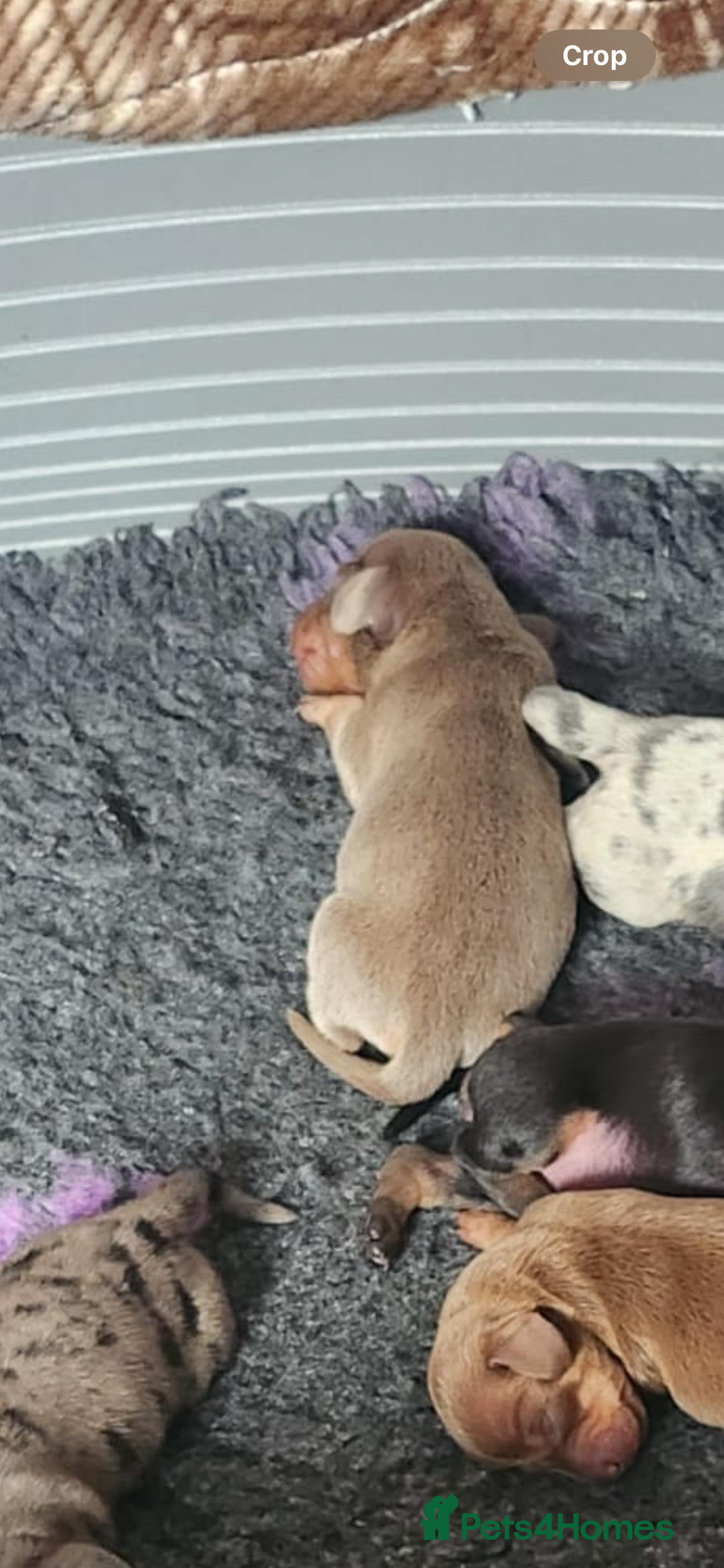 Miniature Dachshund dogs for sale: Stunning KC reg miniature dachshund - Image 9