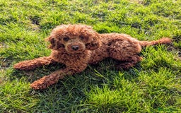 Cockapoo dogs for sale: Stunning red and golden F1 female cockapoo puppies - Image 13
