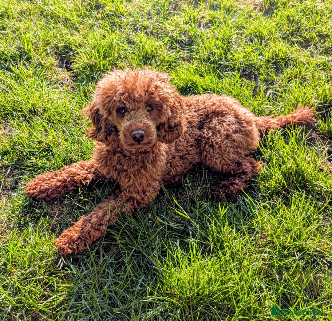Cockapoo dogs for sale: Stunning red and golden F1 female cockapoo puppies - Image 13