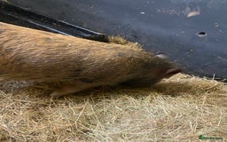 Pig livestock for sale: Julianna x kunekune piglets - Image 6