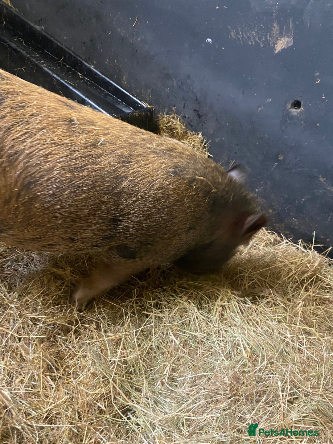 Pig livestock for sale: Julianna x kunekune piglets - Image 6