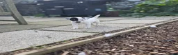 Jack Russell dogs for sale: Lovely Jack russell puppies - Advert 13