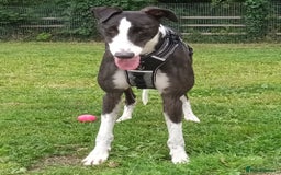 Greyhound dogs for adoption: Bernard - Image 2