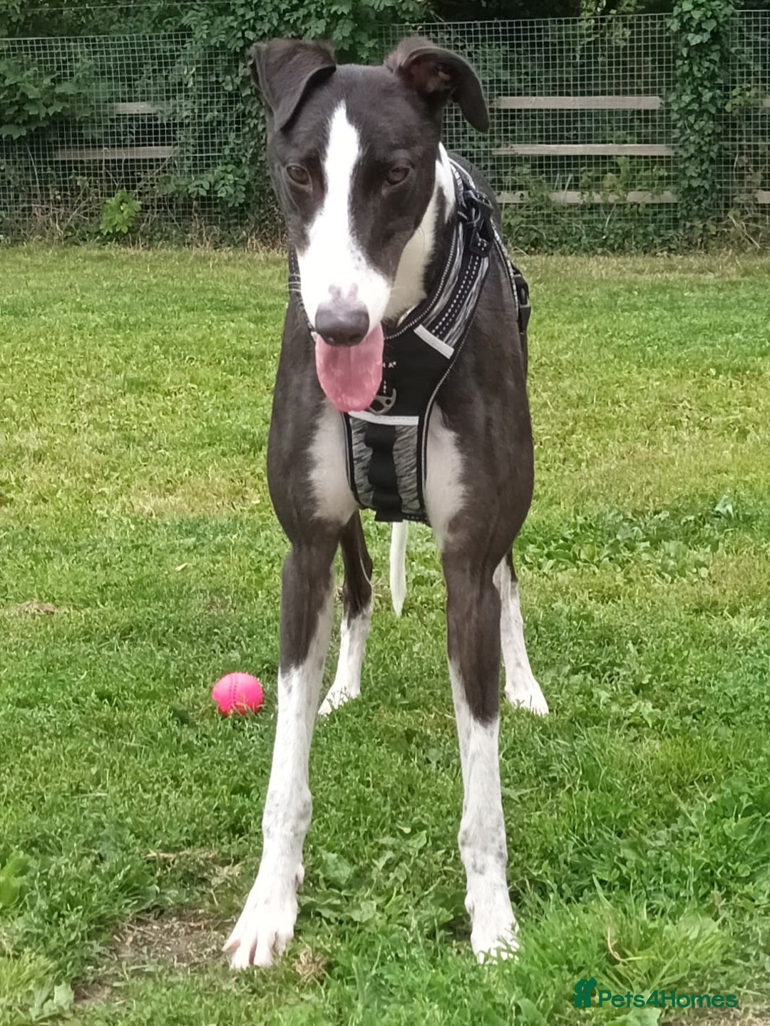 Greyhound dogs for adoption: Bernard - Image 2