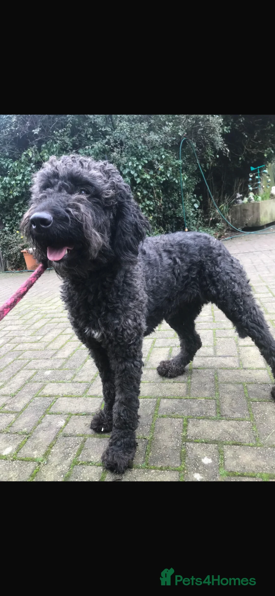 Bernedoodle dogs for sale: Gorgeous Bernedoodle female  - Advert 2