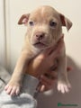 American Bully Puppy 3