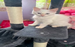 Ragdoll cats for sale: Gorgeous, loving Ragdoll available  - Image 1