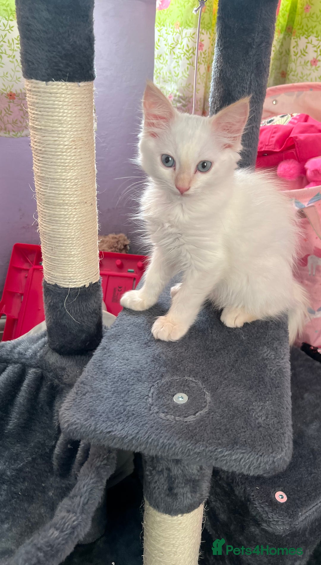 Ragdoll cats for sale: Gorgeous, loving Ragdoll available  - Image 1