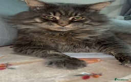 Maine Coon cats for stud: HUGE TICA Active Championship male stud - Image 2