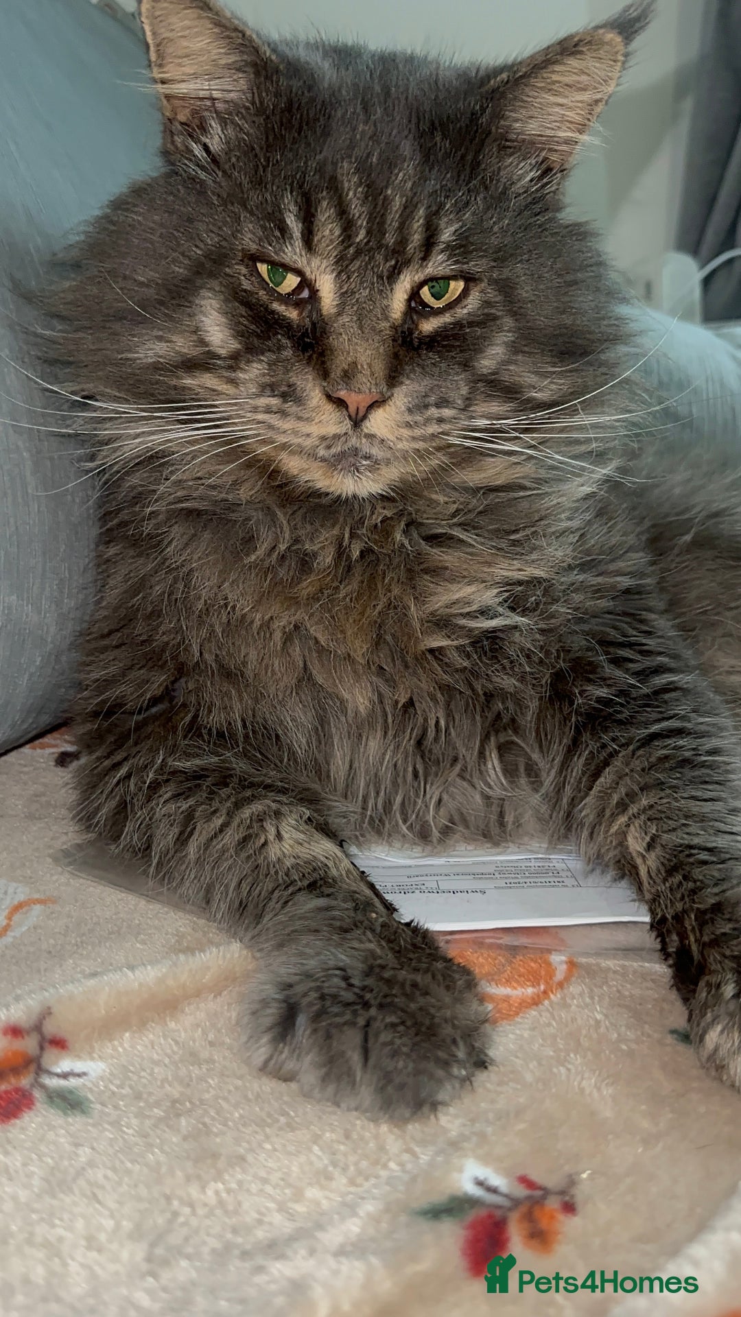 Maine Coon cats for stud: HUGE TICA Active Championship male stud - Image 2