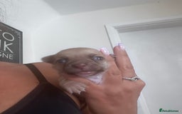 Chihuahua dogs for sale: Beautiful chihuahua puppies - Image 2