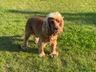 Cocker Spaniel dogs Rehoming of loving Cocker Spaniel - Advert 18