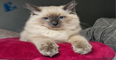 Ragdoll cats Blue Point Ragdoll Kittens for sale   - Advert 5