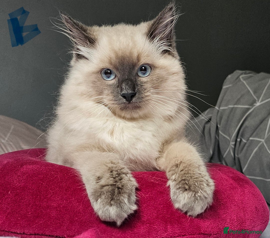 Ragdoll cats for sale: Blue Point Ragdoll Kittens for sale   - Image 1