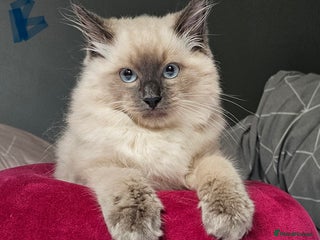 Ragdoll cats - Advert 4