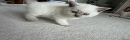 British Shorthair cats for sale: Britishshort hair Pedigree Kittens | DNA Clear  - Advert 24